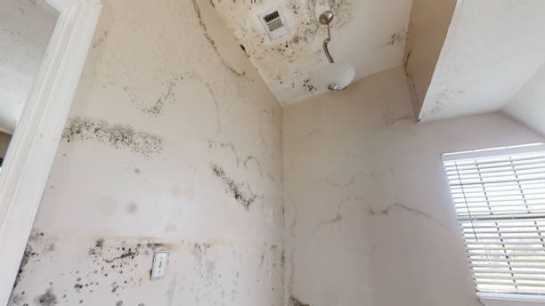 Best Commercial Mold Inspection  in Amargosa Valley, NV
