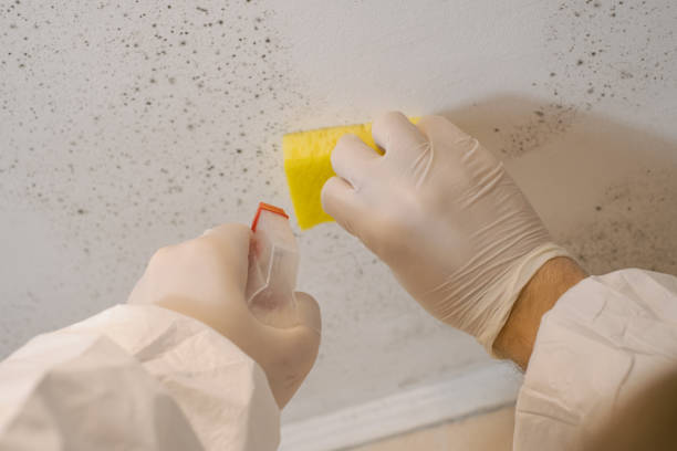 Best Water Damage & Mold Remediation  in Amargosa Valley, NV