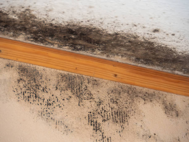 Best Residential Mold Inspection & Testing  in Amargosa Valley, NV