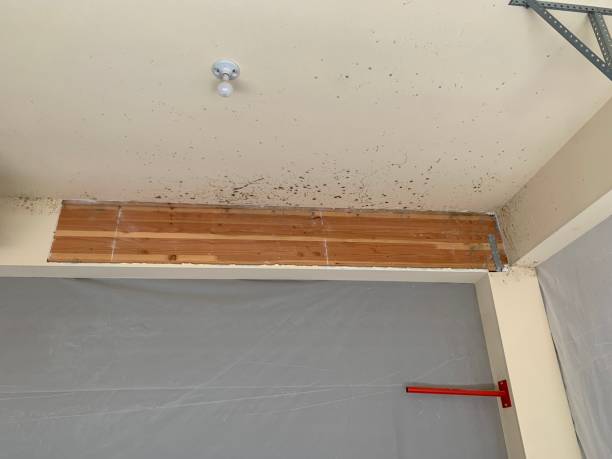 Best Environmental Consulting for Mold Prevention  in Amargosa Valley, NV