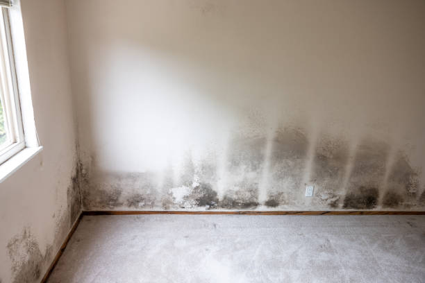 Best Attic Mold Removal  in Amargosa Valley, NV